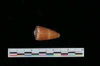 藏品(焦黃芋螺)的圖片